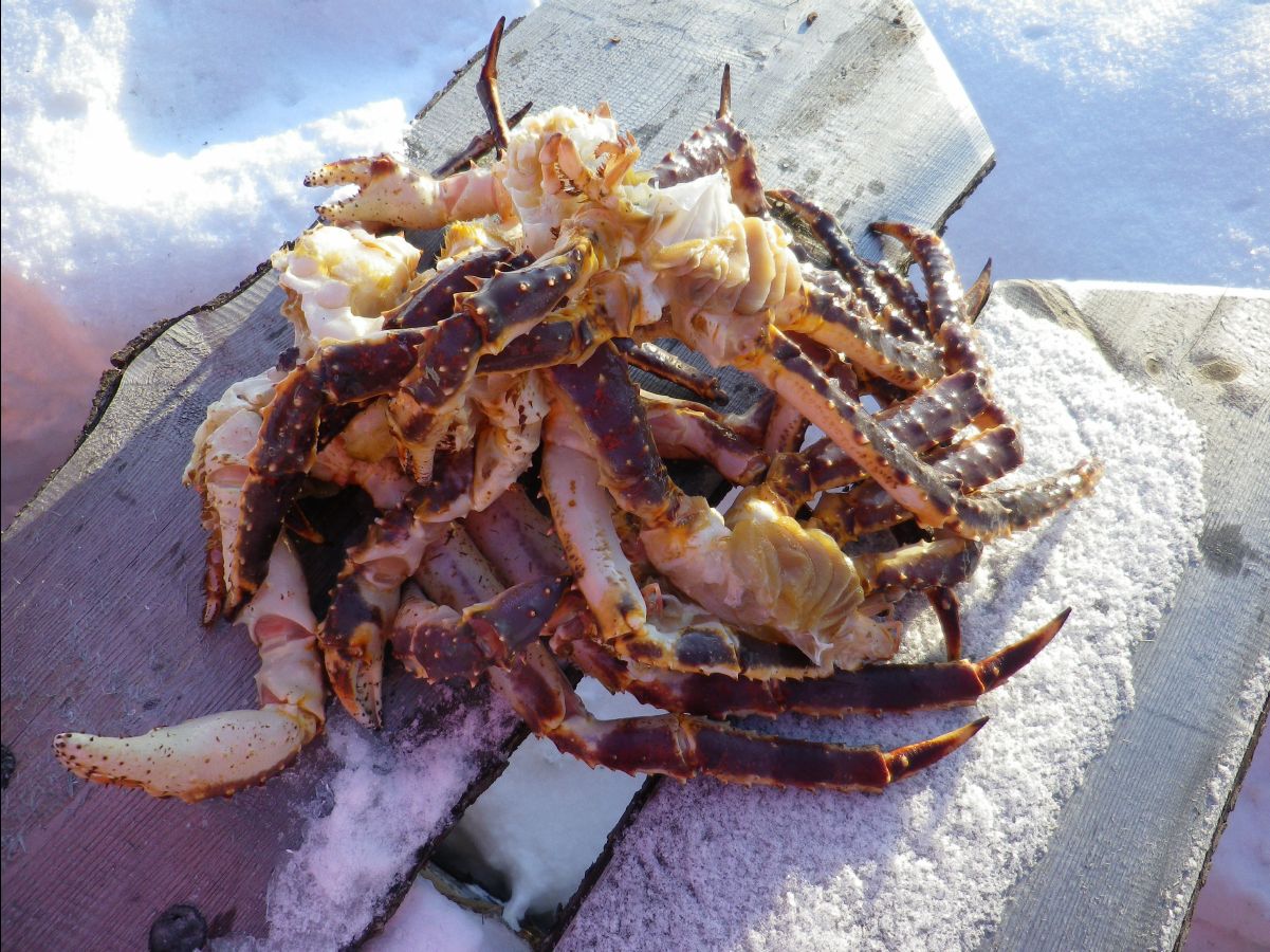 King Crab056